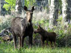 moose and calf F