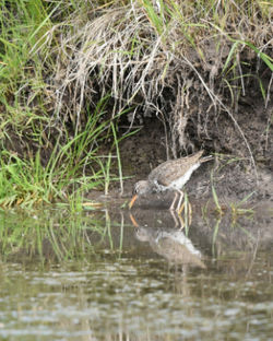 spotted sandpiper B