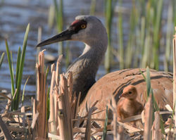 sandhill crane and colt P
