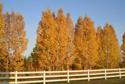 Lombardi poplars