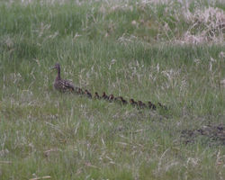 duck and duckling line