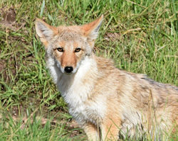 coyote