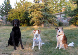 Payton, Chief, Stella