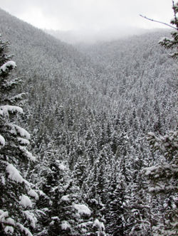 snowy trees C