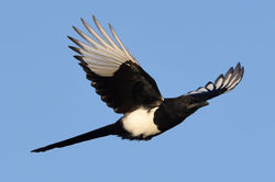 magpie