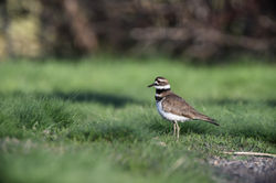 killdeer