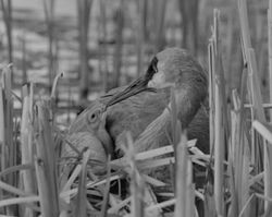 sandhill crane and colt K