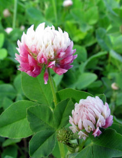 clover