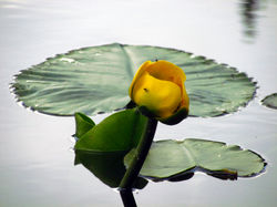 waterlily