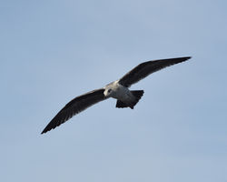 seagull D