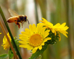 bee C