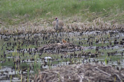 sandhill crane and colt D