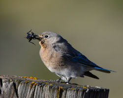 mountain bluebird and cricket A