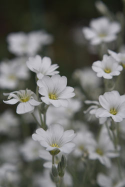 white flower