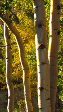 aspens