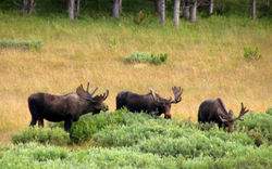 three bull moose