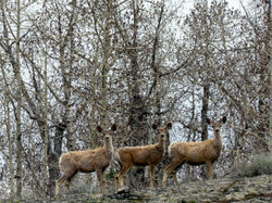mule deer trio
