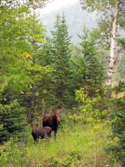 moose and calf