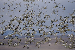snowgeese flying E