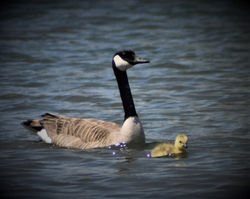 goose and gosling B