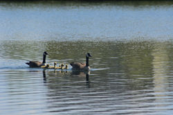 geese and goslings