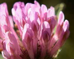 macro clover