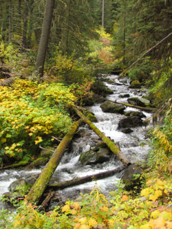 Cascade Creek