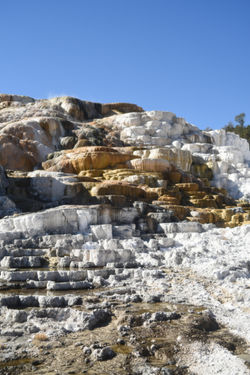 Mammoth D