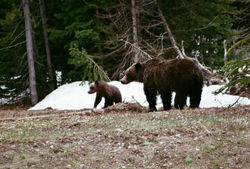 grizzly and cub B