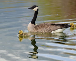 2026 goose and goslings B