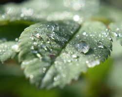 morning dew