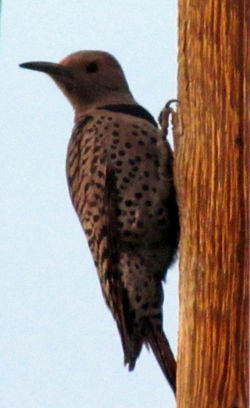 northern flicker