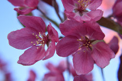 flowering tree 2025 B