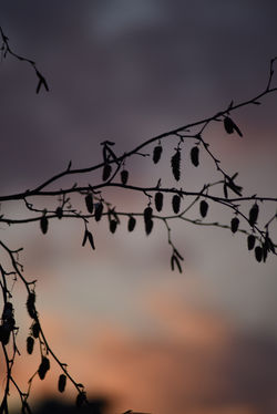 birch sunset