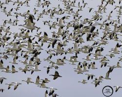 snowgeese flying G