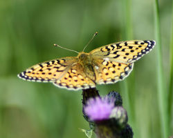 butterfly B