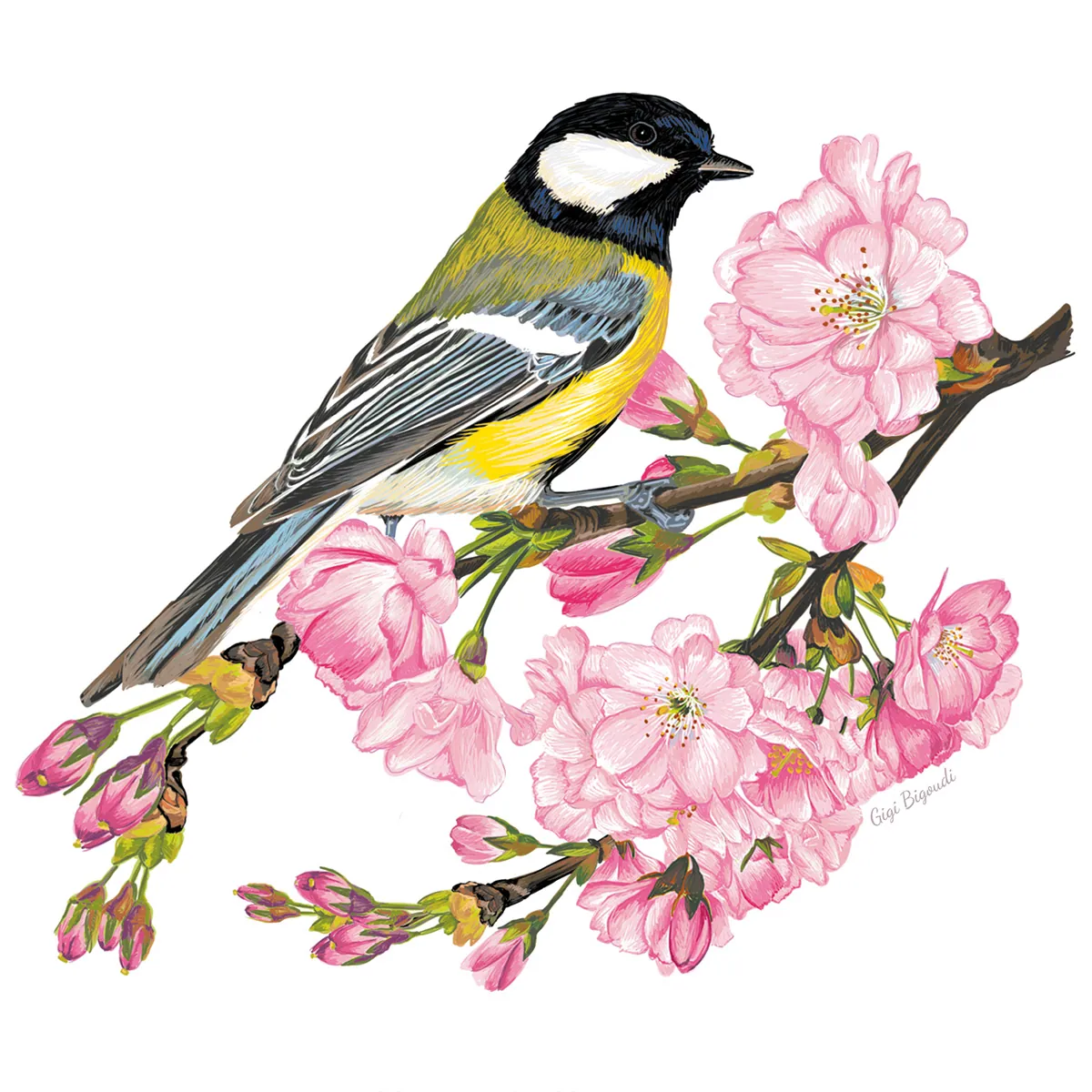 Mésange charbonnière