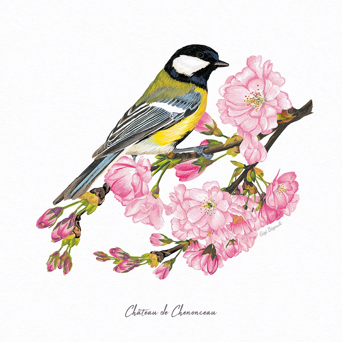 Illustration Gigi Bigoudi mésange charbonnière