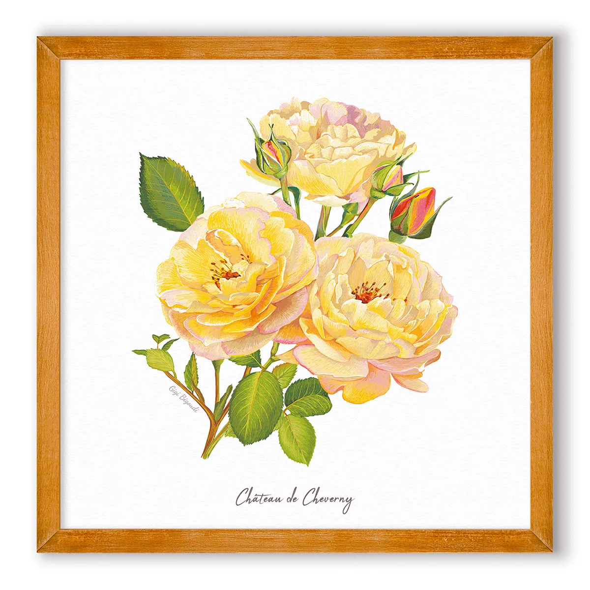Carte d'art roses de Cheverny Gigi Bigoudi