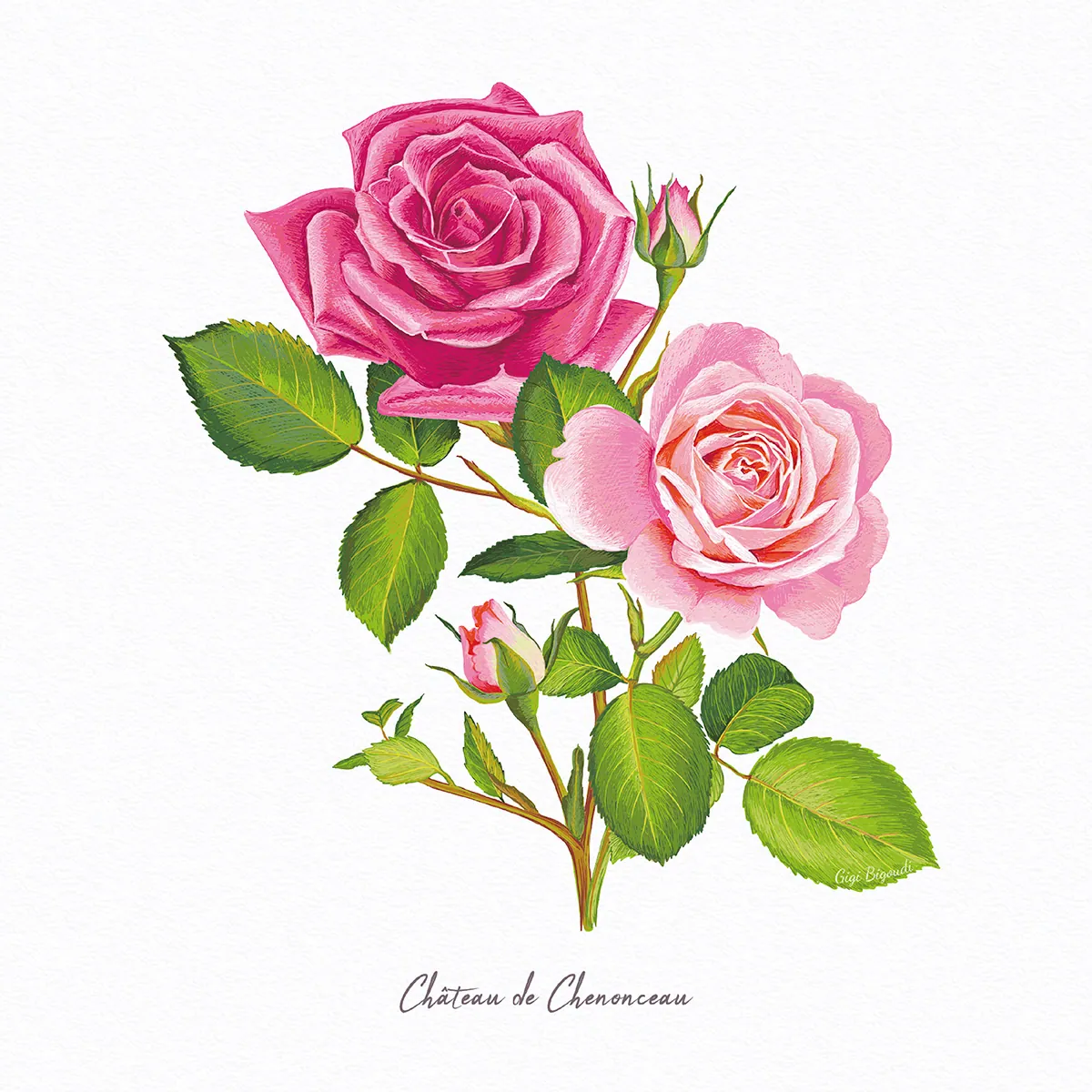 illustration Gigi Bigoudi rose de Chenonceau