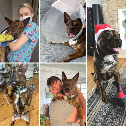 Cooks Hill Veterinary Clinic: December Hero of the Month