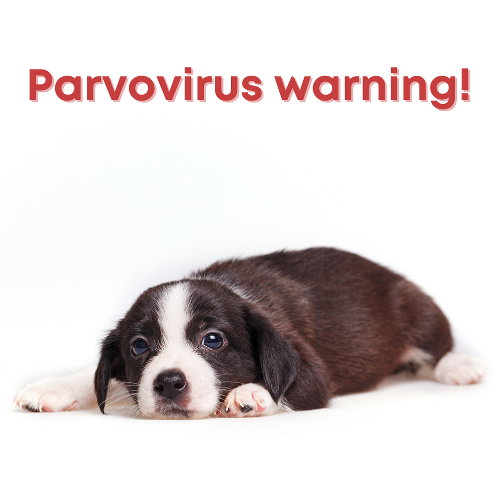 Parvovirus Warning