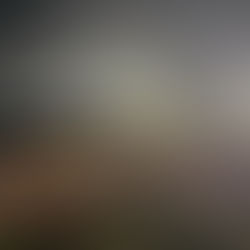 Operação integrada entre PRF e PCAM recuperam 45 cabeças de gado furtadas e prende suspeito na fronteira entre AC e AM