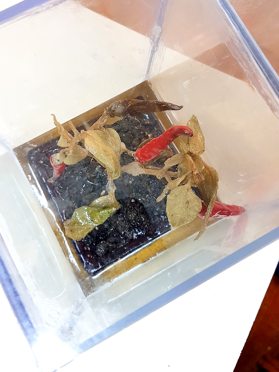 Miniatura: Addobbi natalizi FATTI INTERAMENTE A MANO