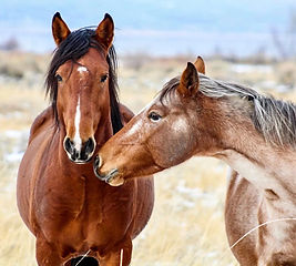 Wild Horse Connection _edited.jpg