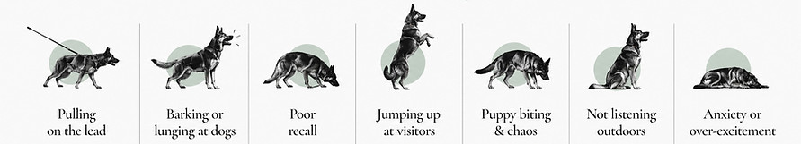 Dog Behaviour Problems