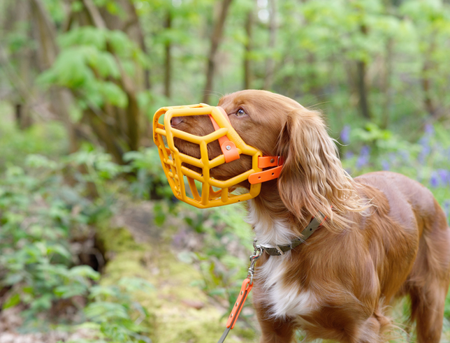 The-Muzzle-Movement-dog-outside-in-muzzle.png
