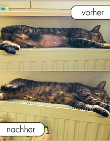 Katze mit kahlem Bauch