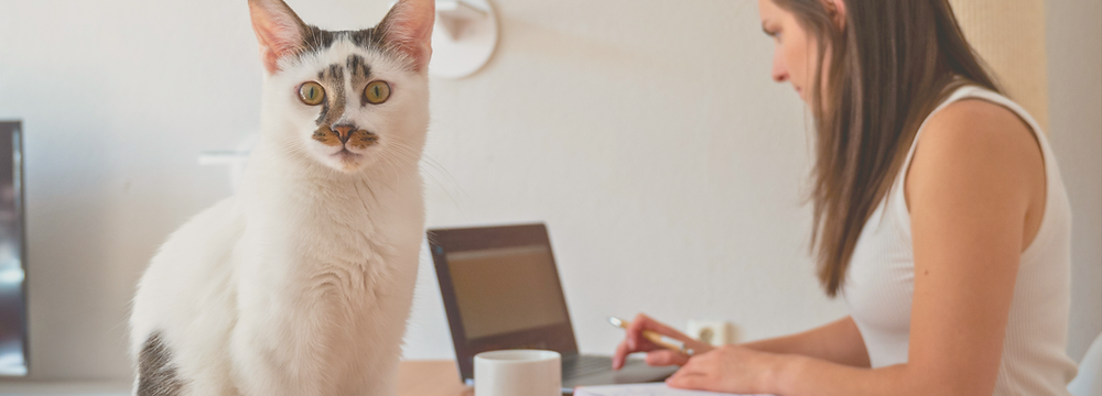 Frau am Laptop mit Katze im Vorderund