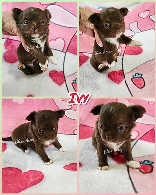 Ivy - AKC long coat applehead Chihuahua puppy